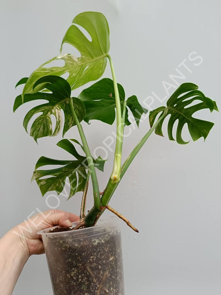 Monstera variegata albo