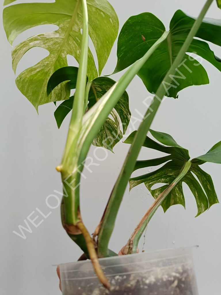 Monstera variegata albo