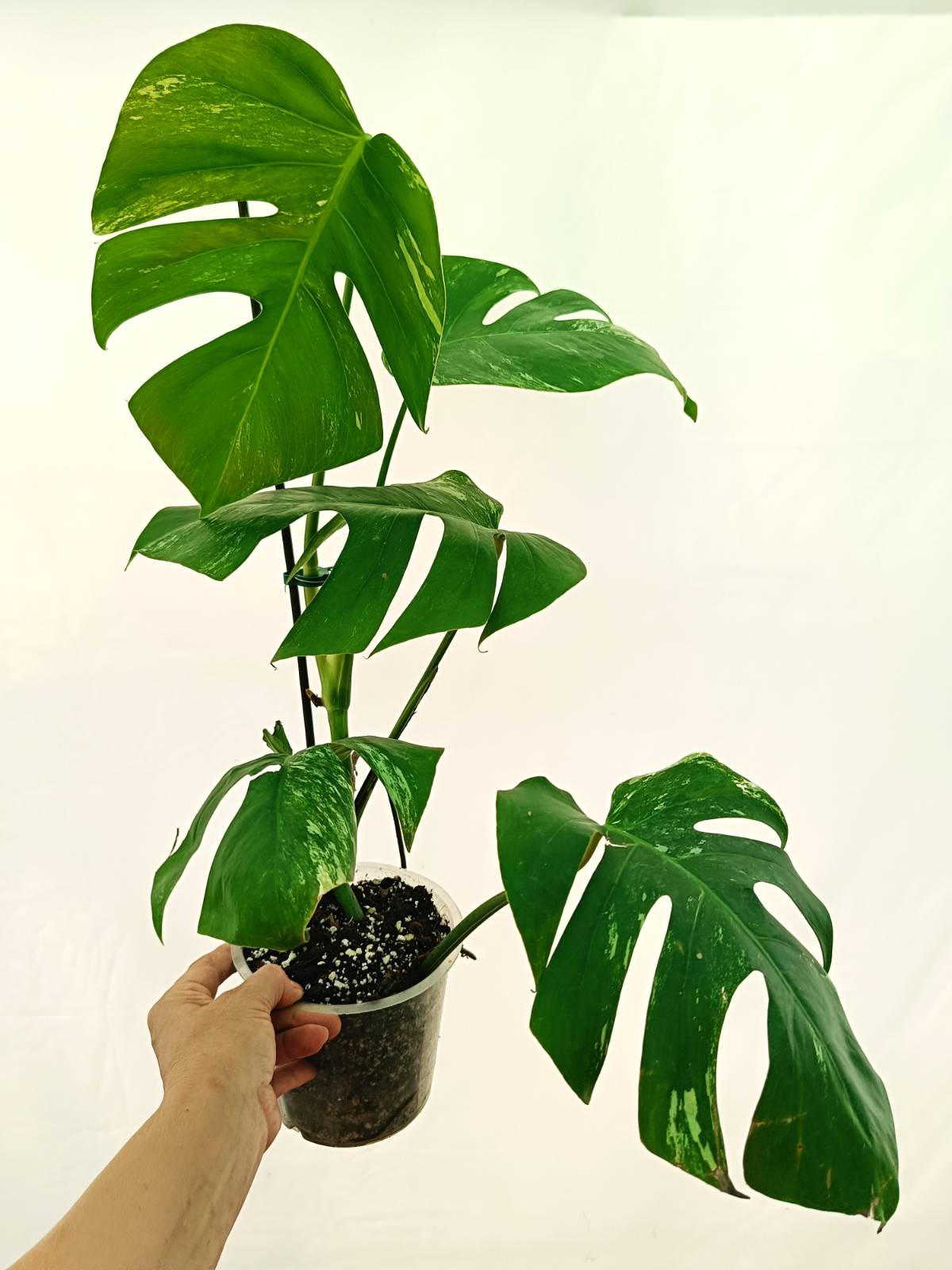 Negozio Online Di Piante Tropicali Piante Uniche Rare Variegate Negozio online di piante tropicali piante uniche rare variegate