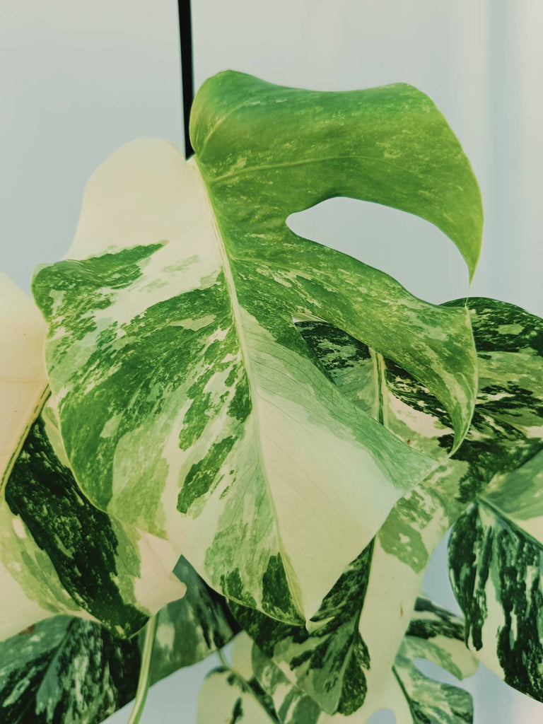 Monstera albo variegata