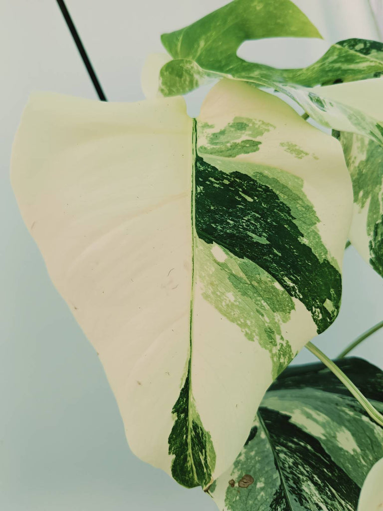 Monstera albo variegata