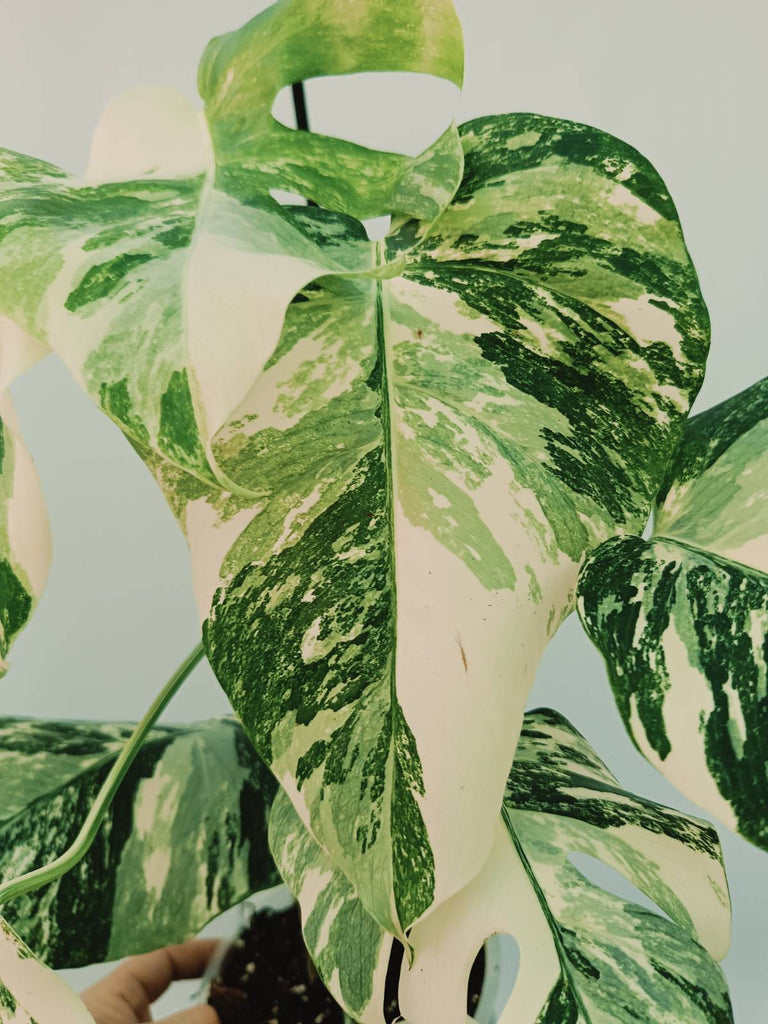 Monstera albo variegata