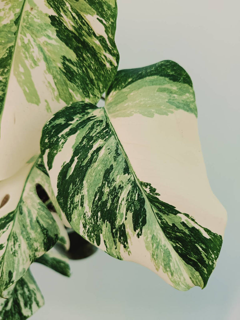 Monstera albo variegata