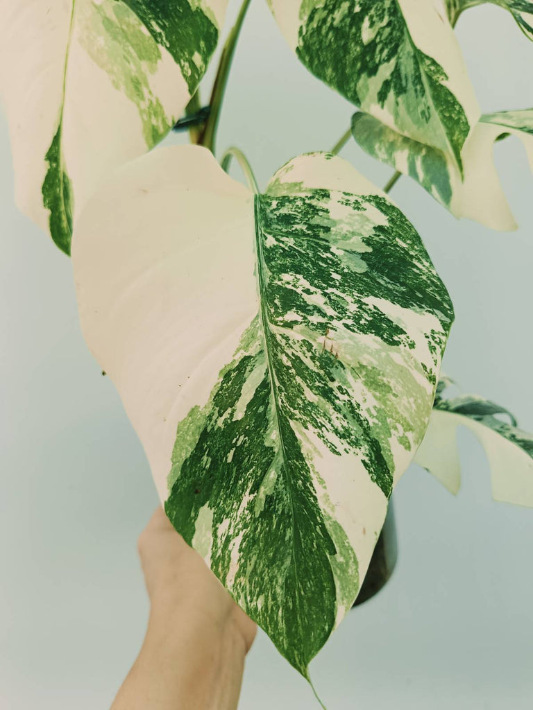 Monstera albo variegata