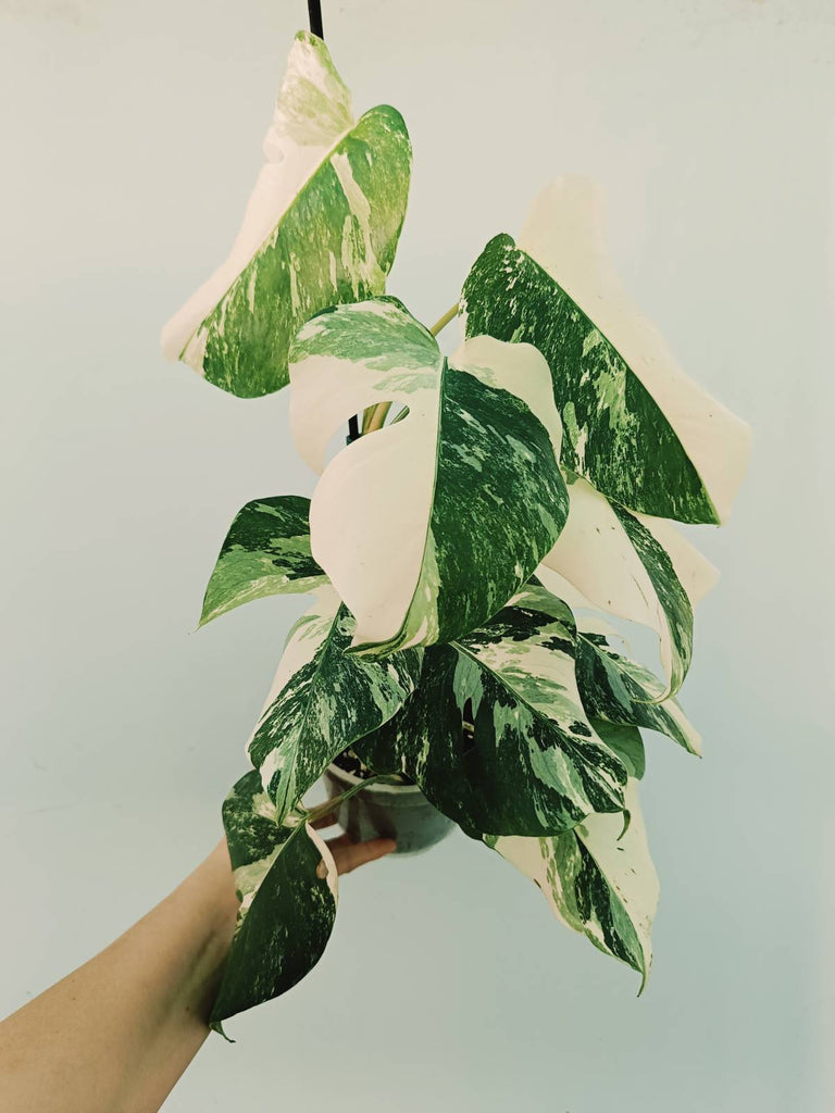 Monstera albo variegata