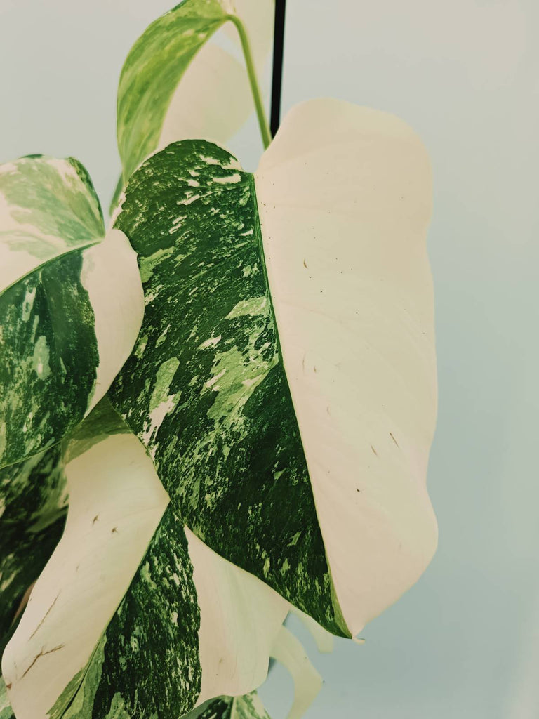 Monstera albo variegata