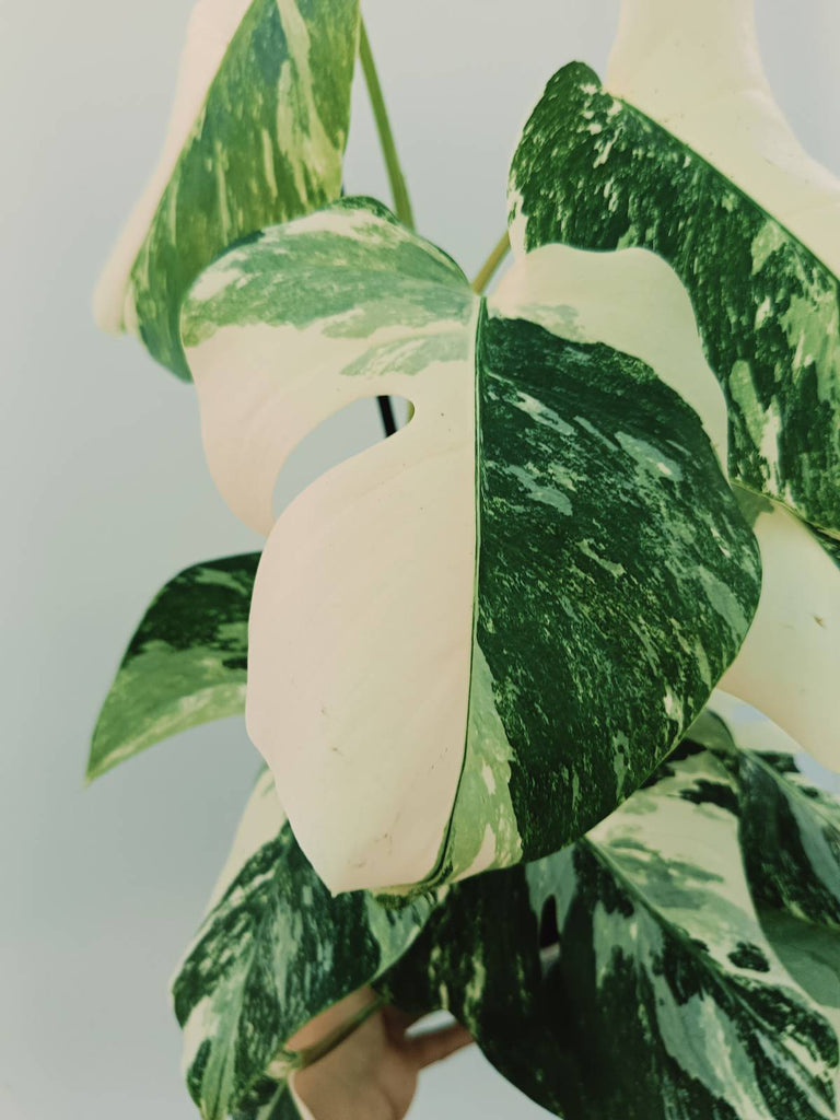 Monstera albo variegata