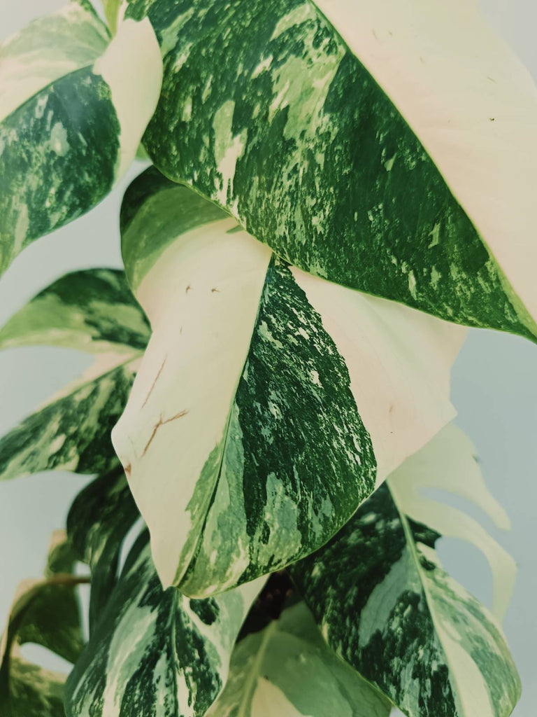 Monstera albo variegata