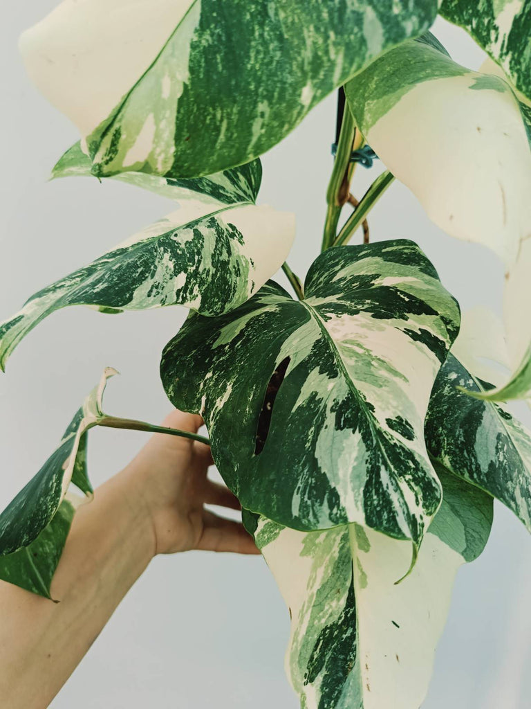 Monstera albo variegata