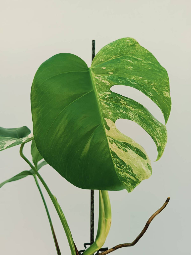 Monstera albo variegata