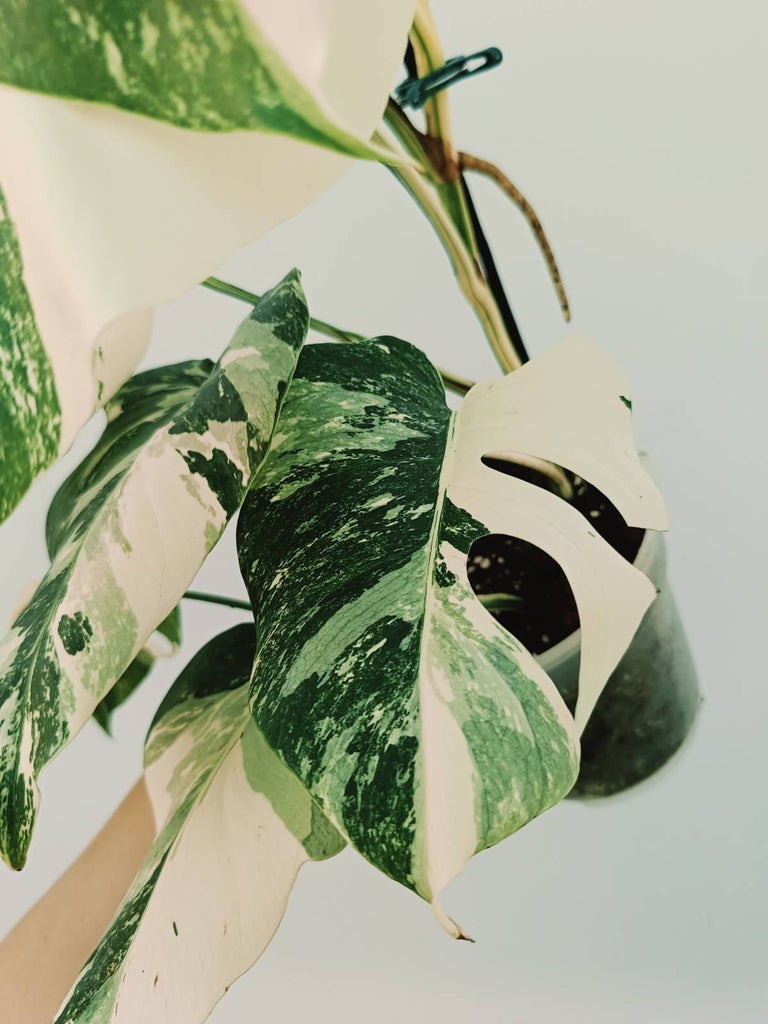 Monstera albo variegata