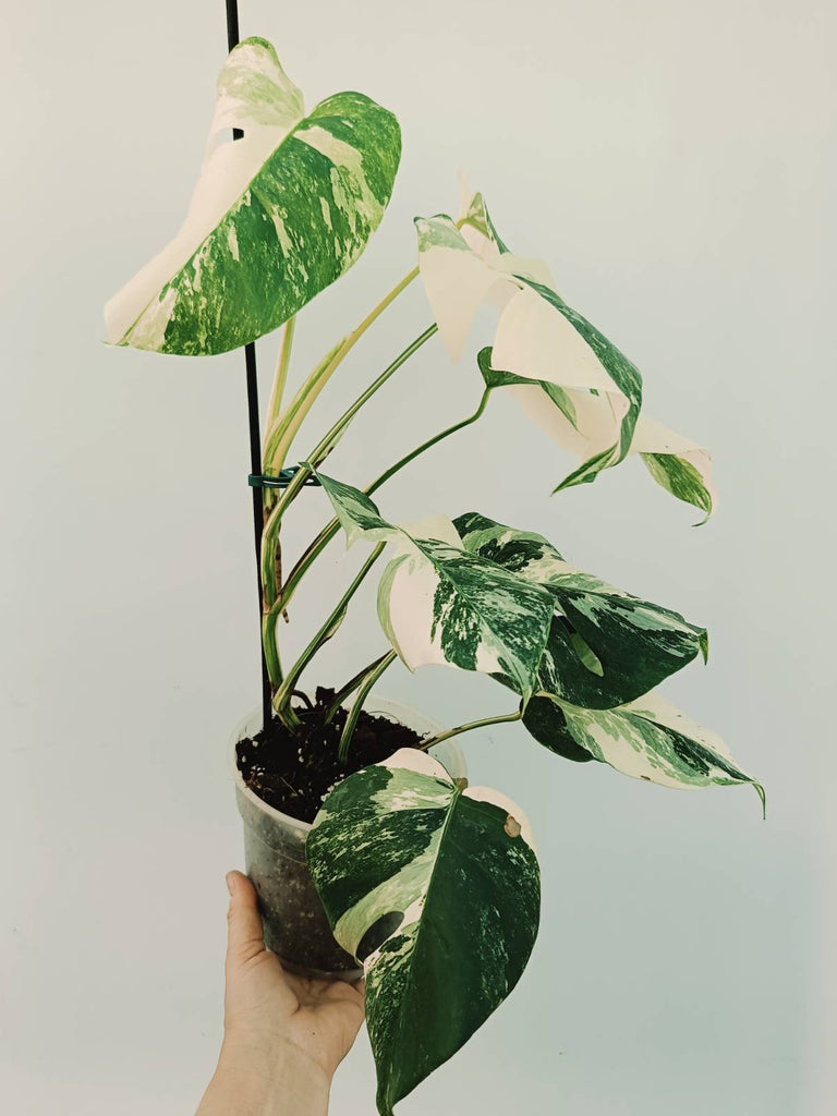 Monstera albo variegata