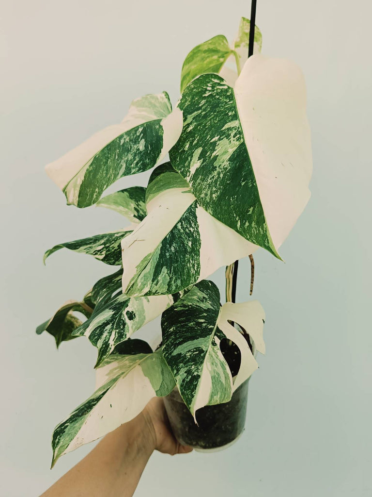 Monstera albo variegata