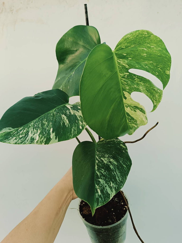 Monstera albo variegata