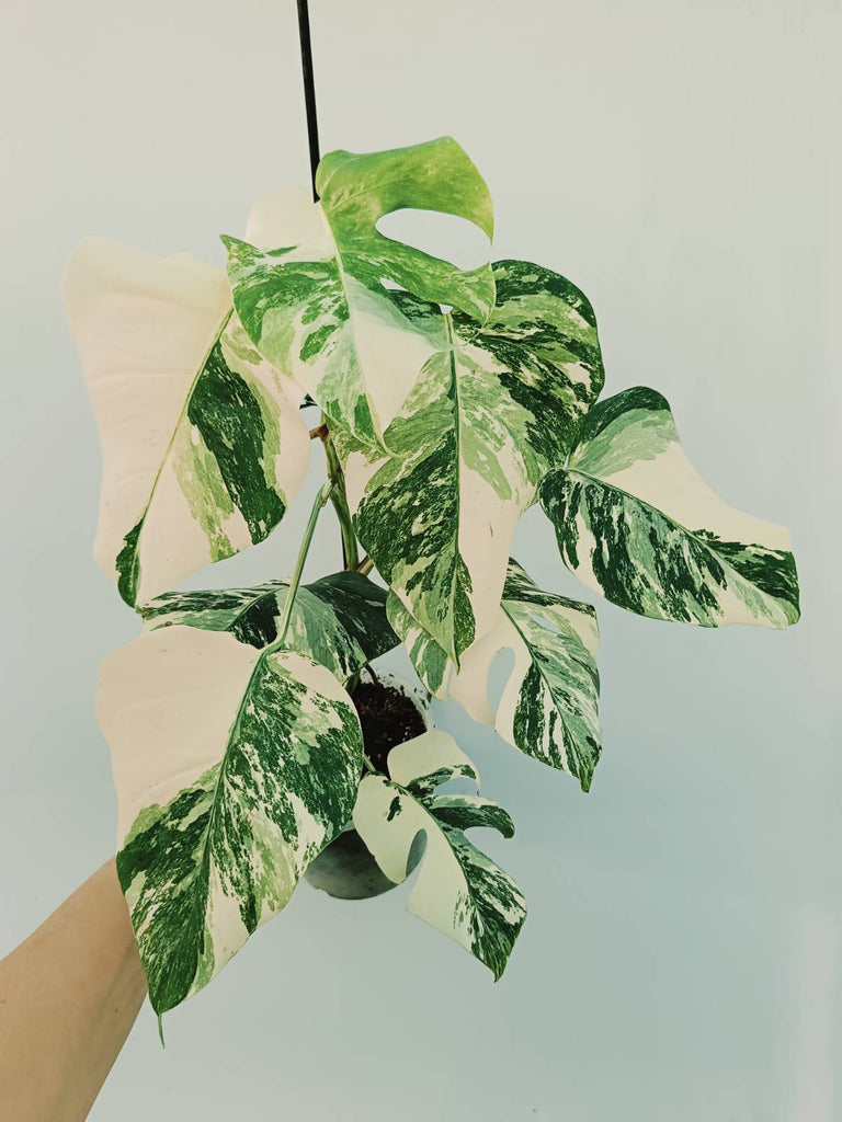 Monstera albo variegata