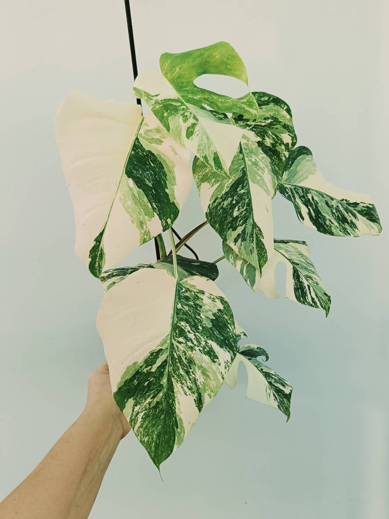 Monstera albo variegata