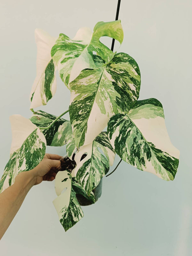 Monstera albo variegata