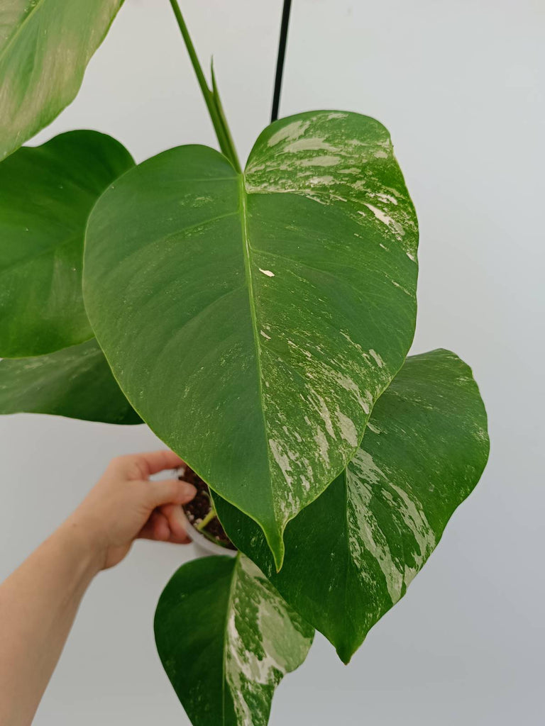 Monstera variegata albo