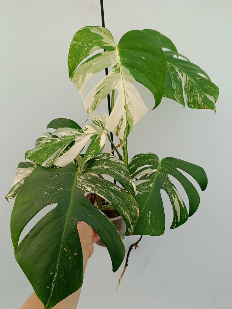 Monstera albo variegata