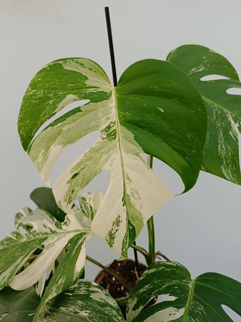 Monstera albo variegata