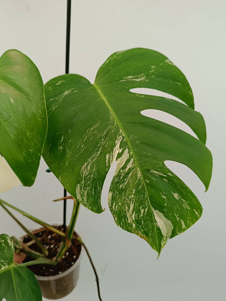 Monstera albo variegata