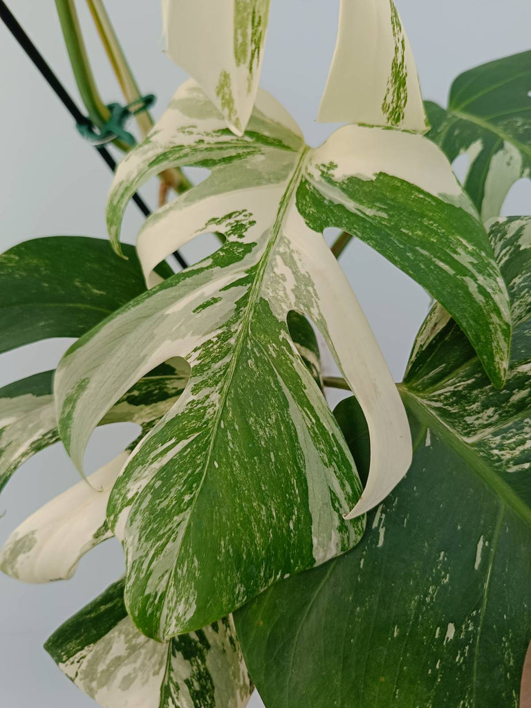 Monstera albo variegata