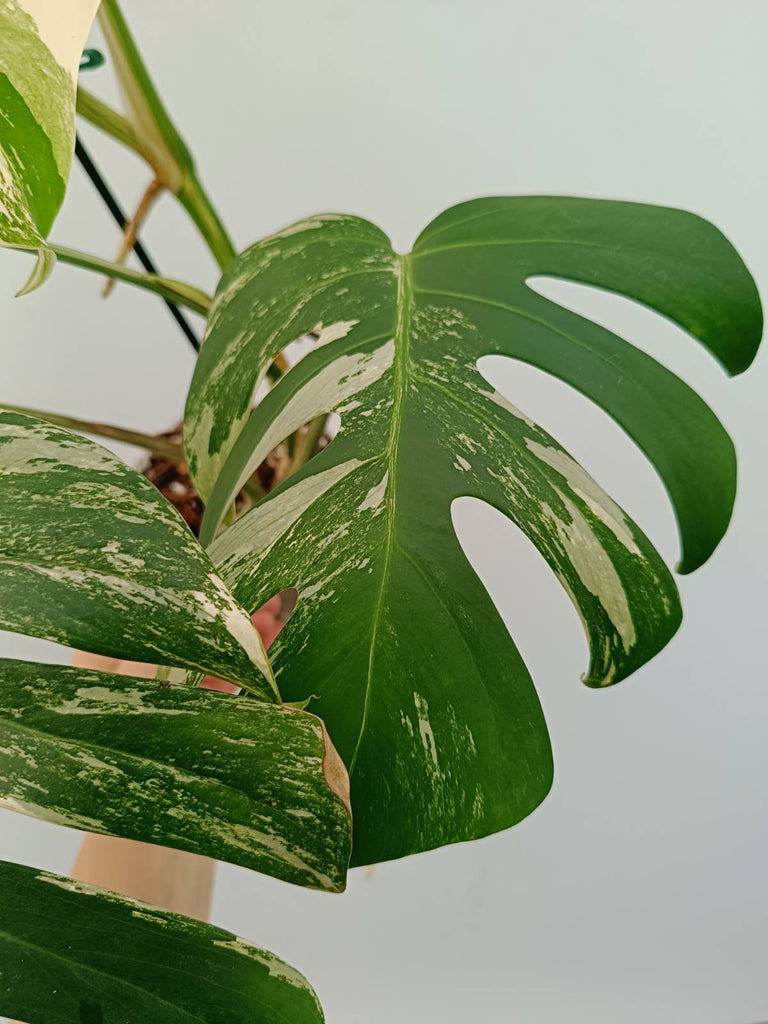 Monstera albo variegata