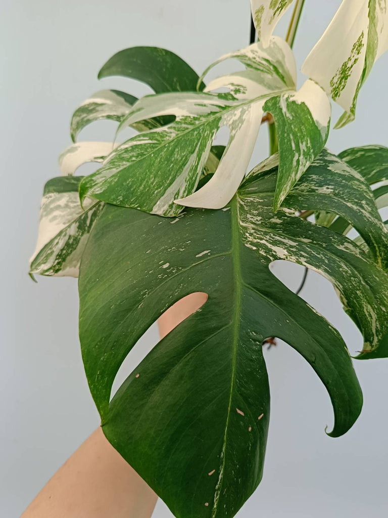 Monstera albo variegata