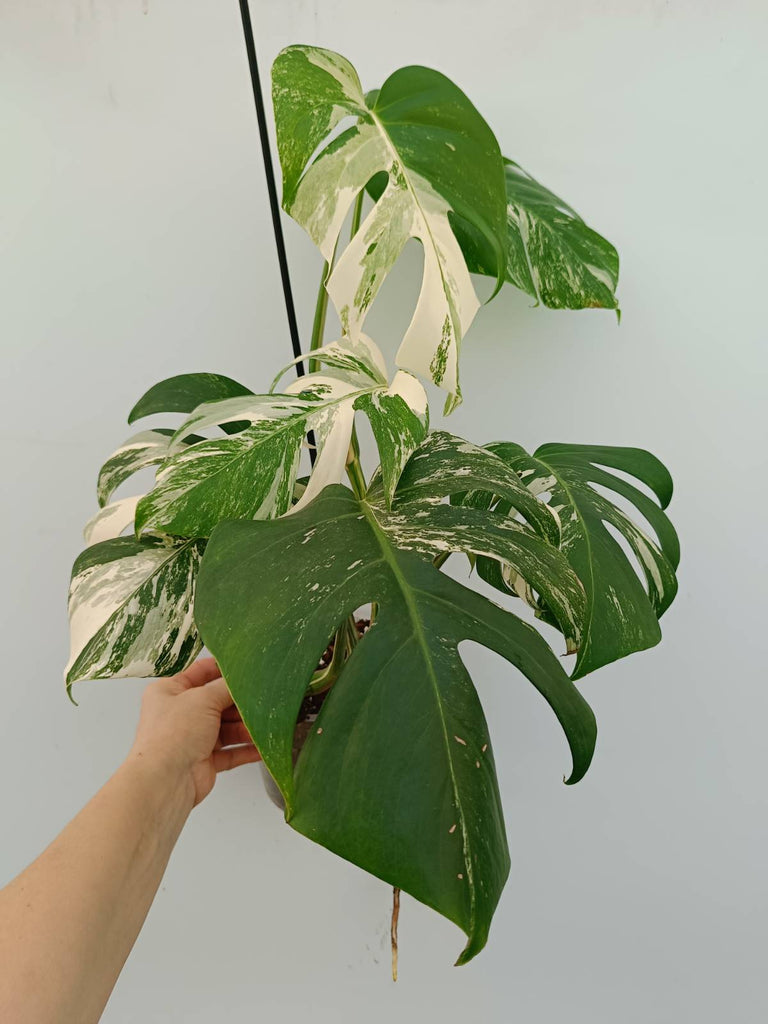 Monstera albo variegata