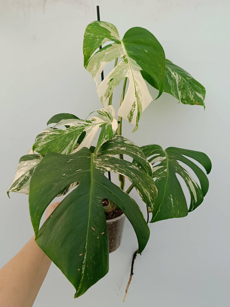 Monstera albo variegata