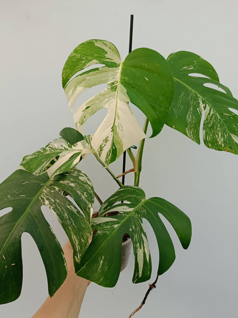 Monstera albo variegata