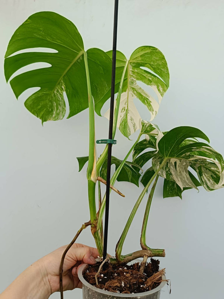 Monstera albo variegata