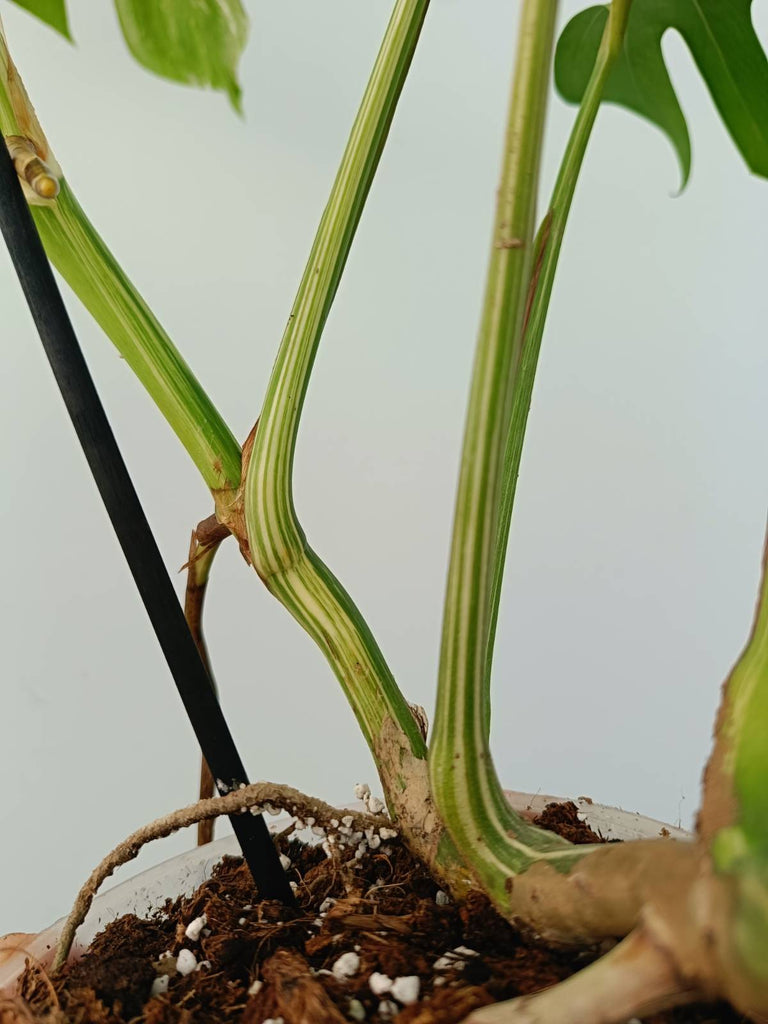 Monstera albo variegata