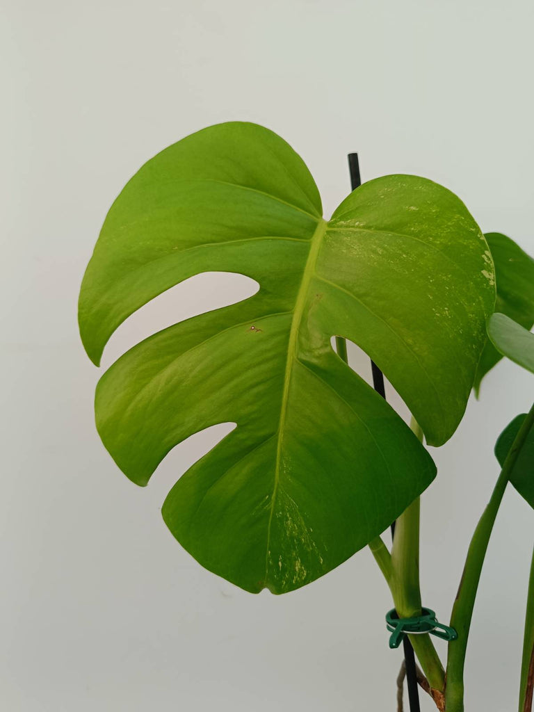 Monstera variegata albo