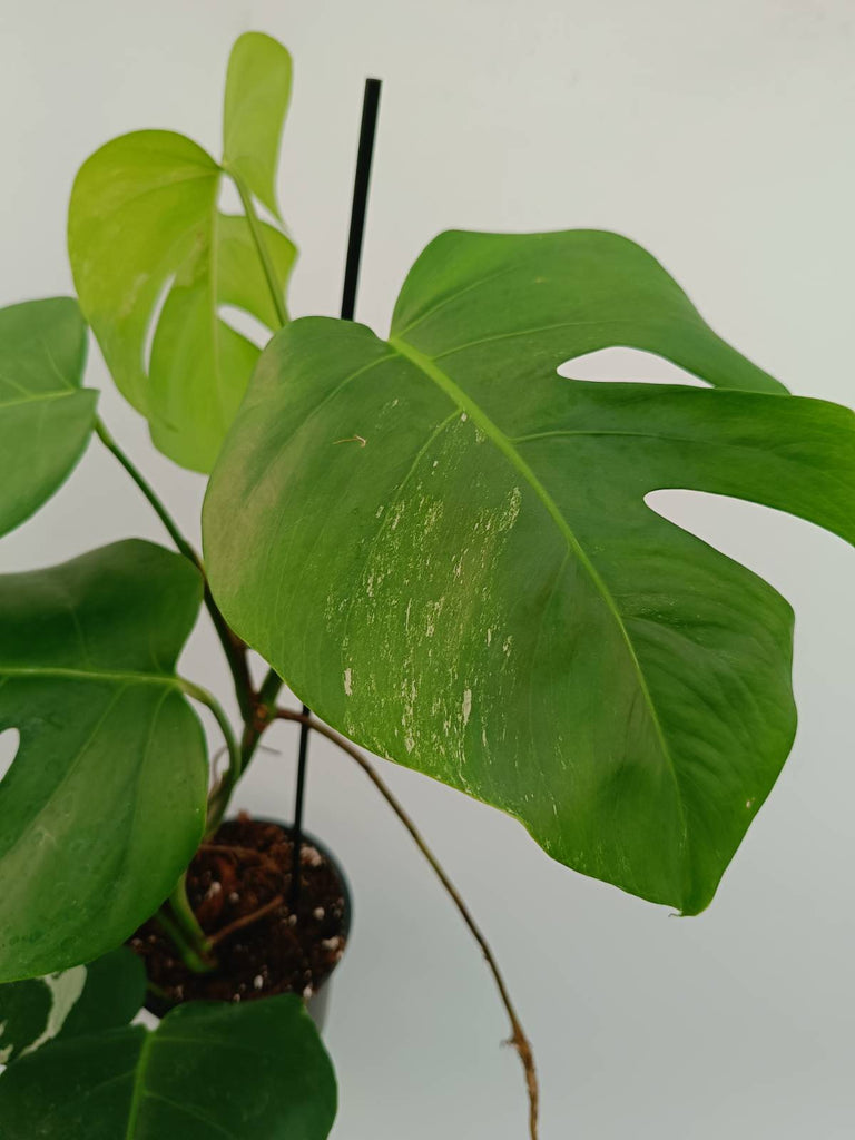 Monstera variegata albo