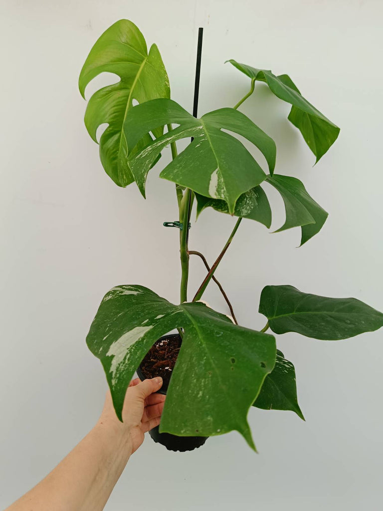 Monstera variegata albo