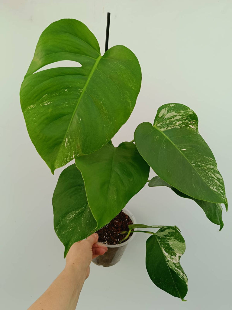 Monstera variegata albo