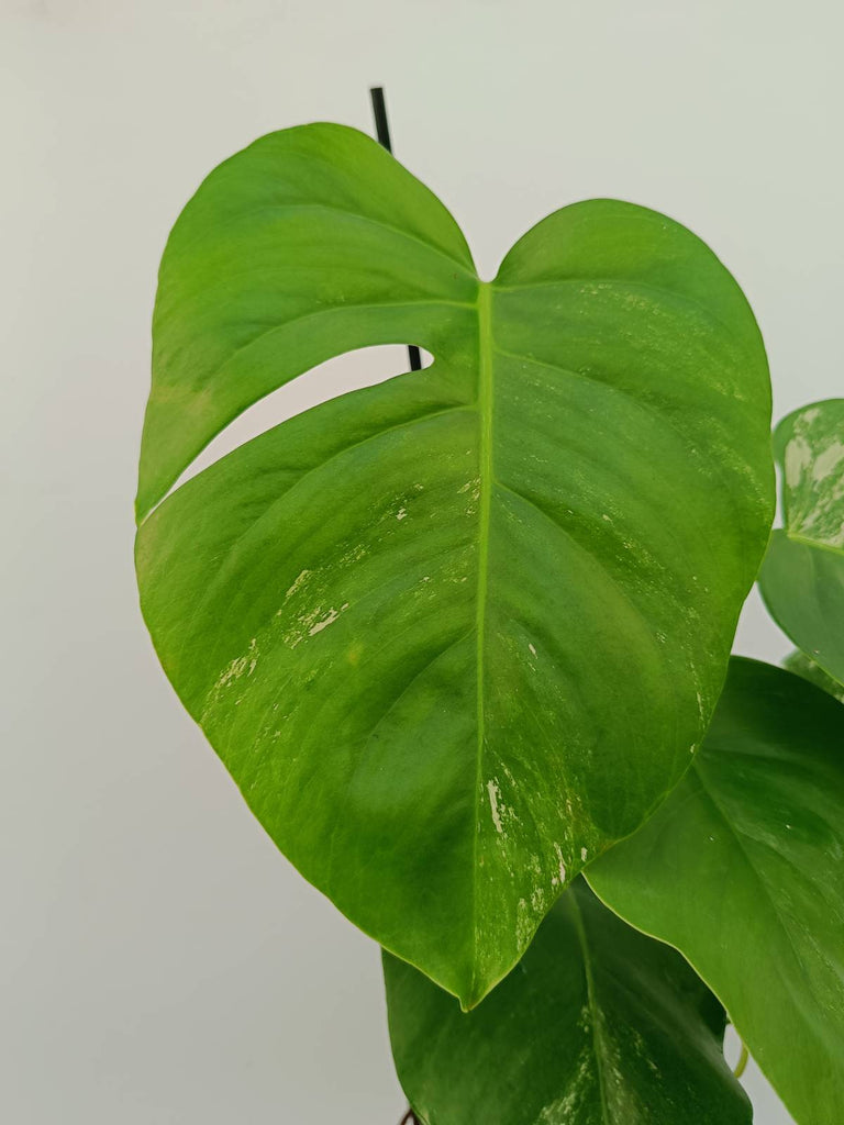 Monstera variegata albo