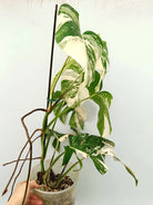 Monstera albo variegata EXTRA