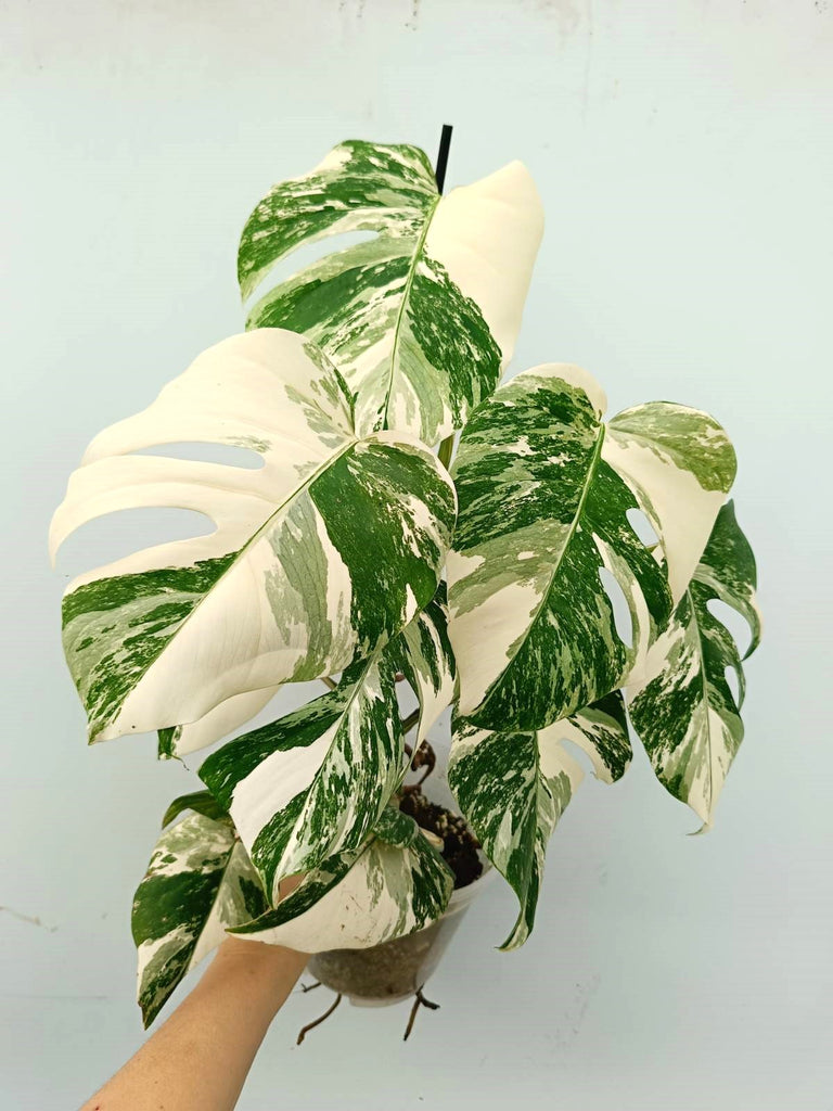 Monstera albo variegata EXTRA WHITE