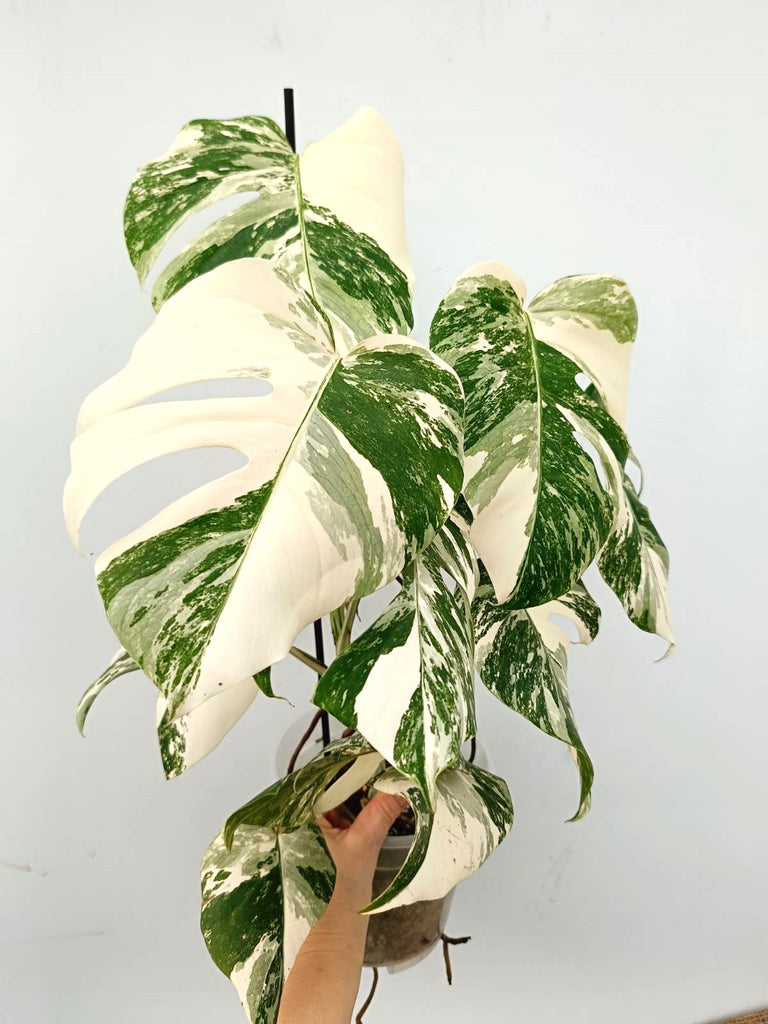 Monstera albo variegata EXTRA WHITE