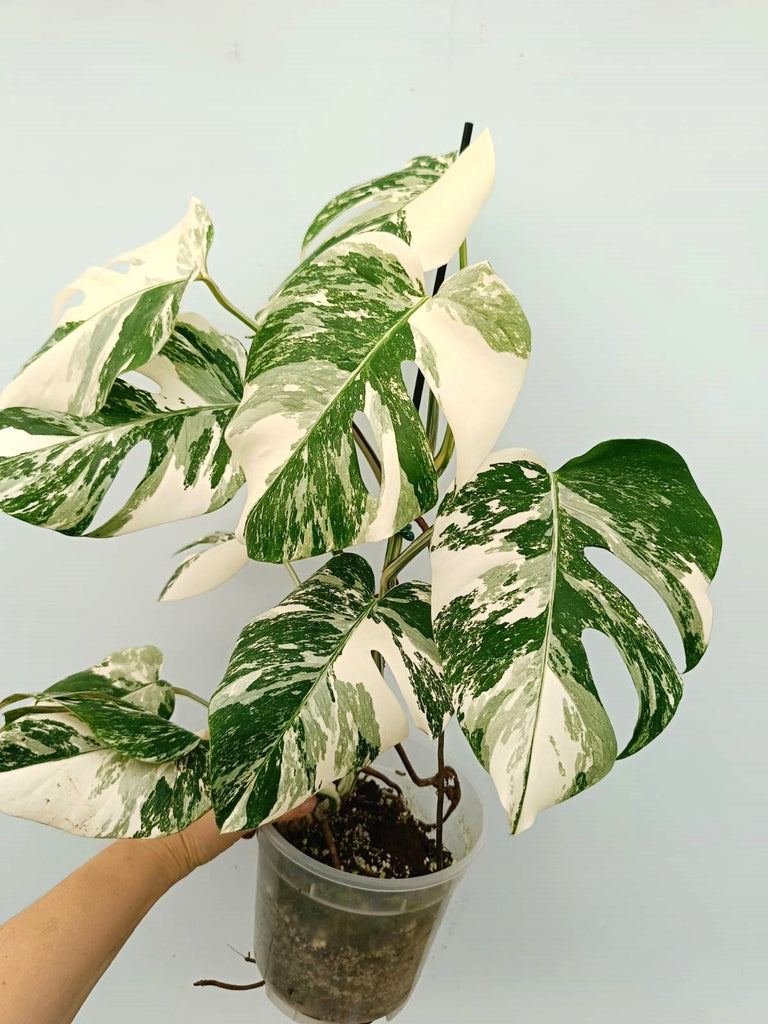 Monstera albo variegata EXTRA WHITE