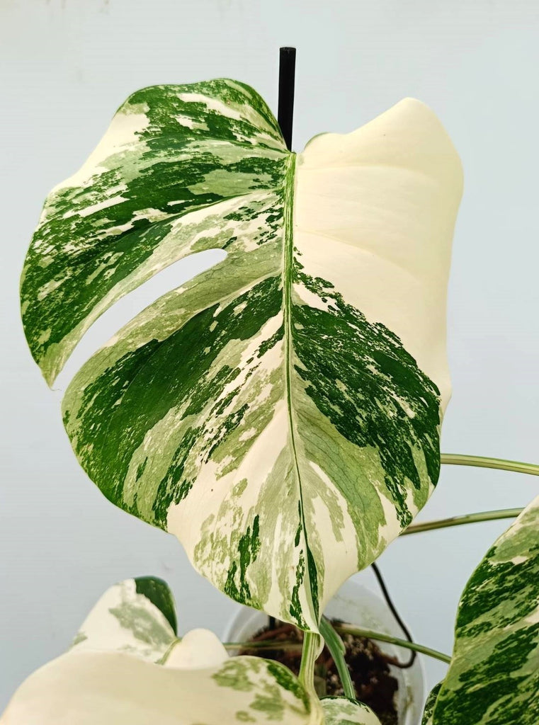 Monstera albo variegata EXTRA WHITE