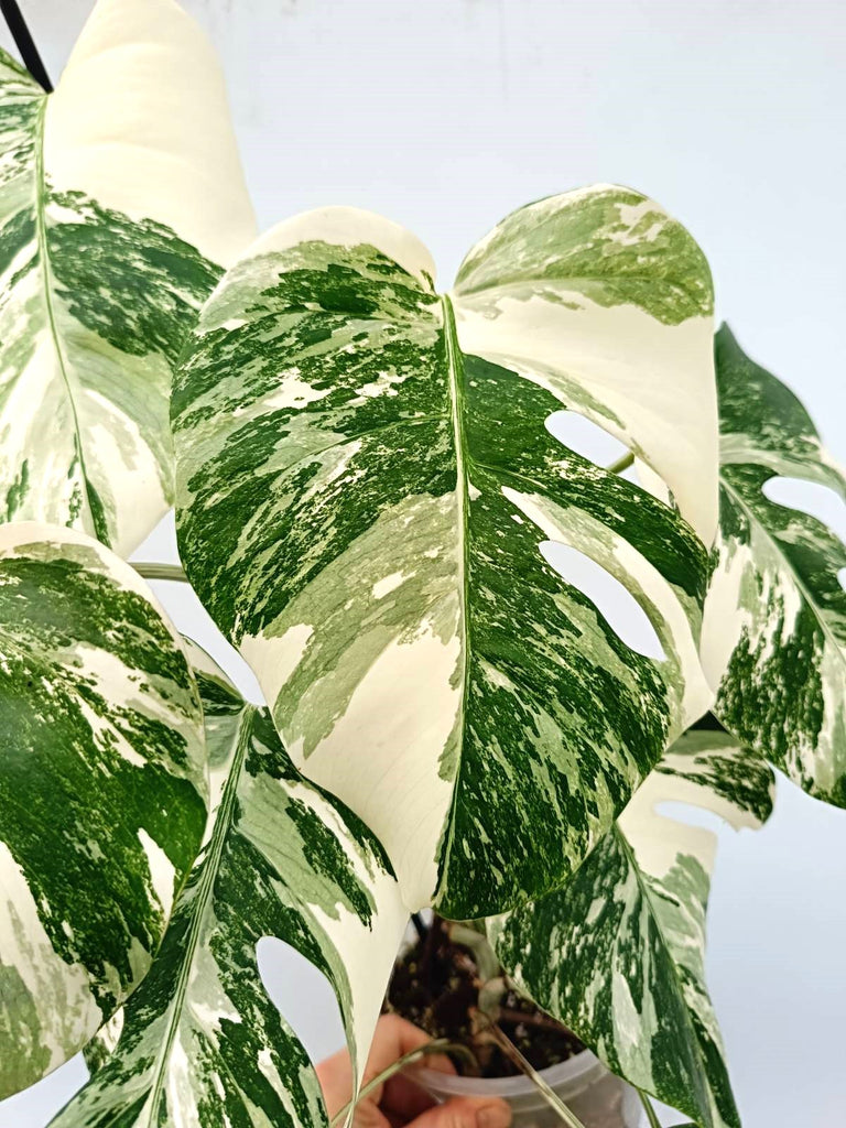 Monstera albo variegata EXTRA WHITE