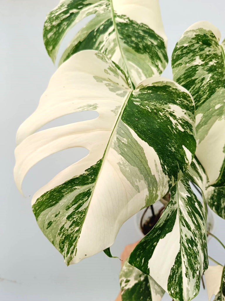 Monstera albo variegata EXTRA 