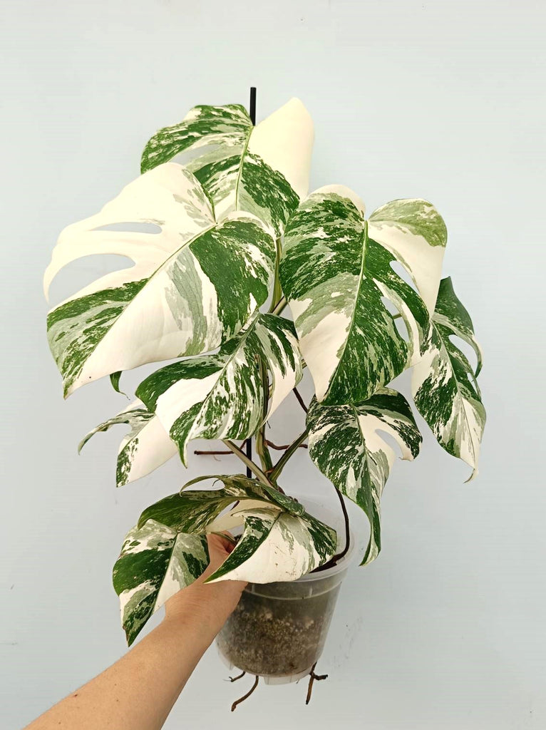 Monstera albo variegata EXTRA 