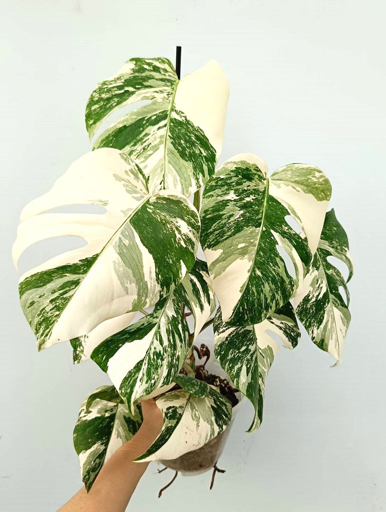 Monstera albo variegata EXTRA 