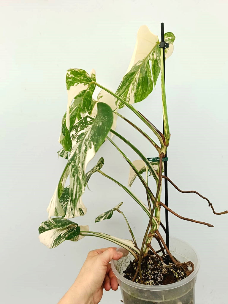 Monstera albo variegata EXTRA 