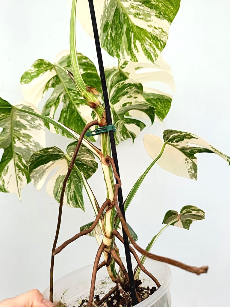 Monstera albo variegata EXTRA 