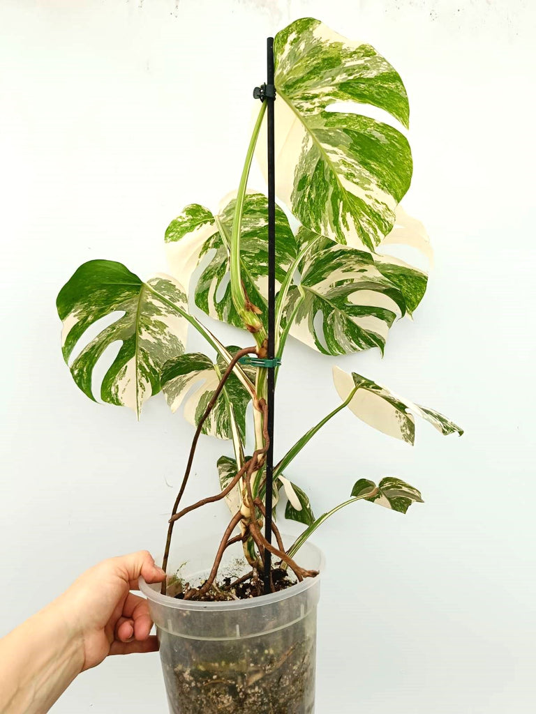 Monstera albo variegata EXTRA 